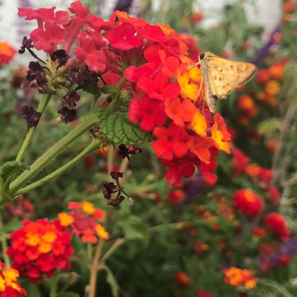 Meet your Posher, Jacqueline